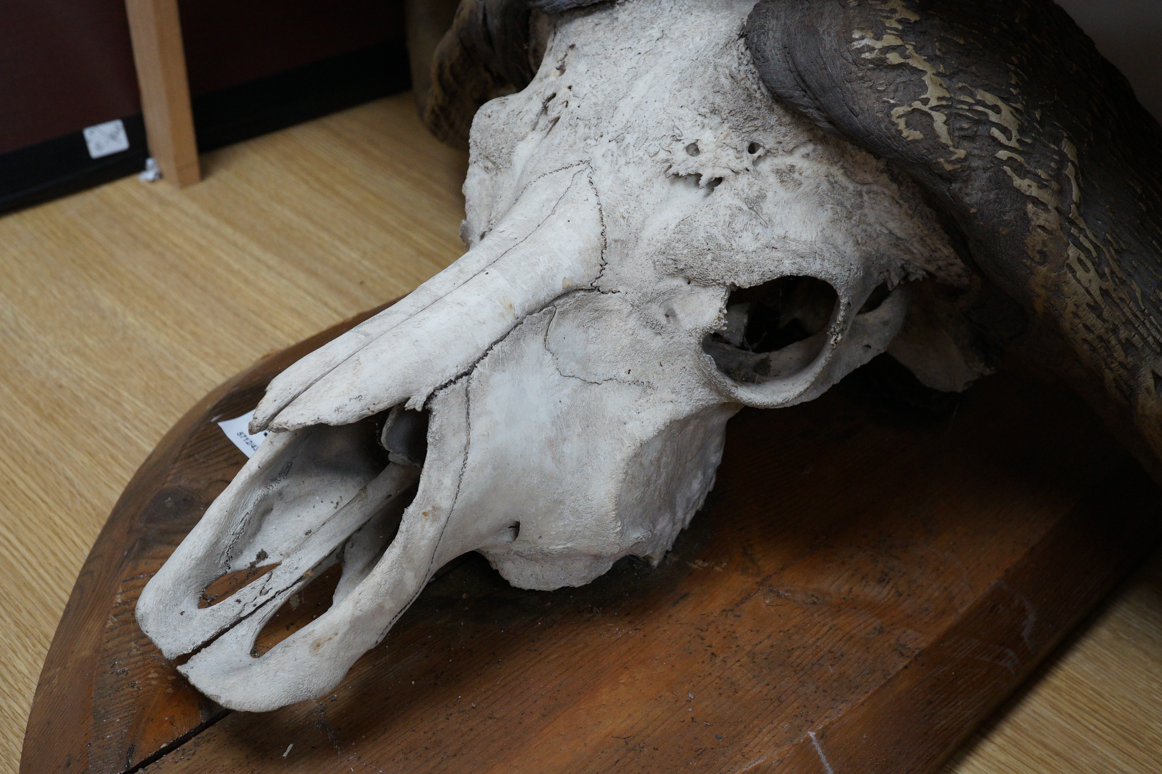 Animal anatomy- North American Bison horns mounted on a skull and pine shield, 103 cm wide